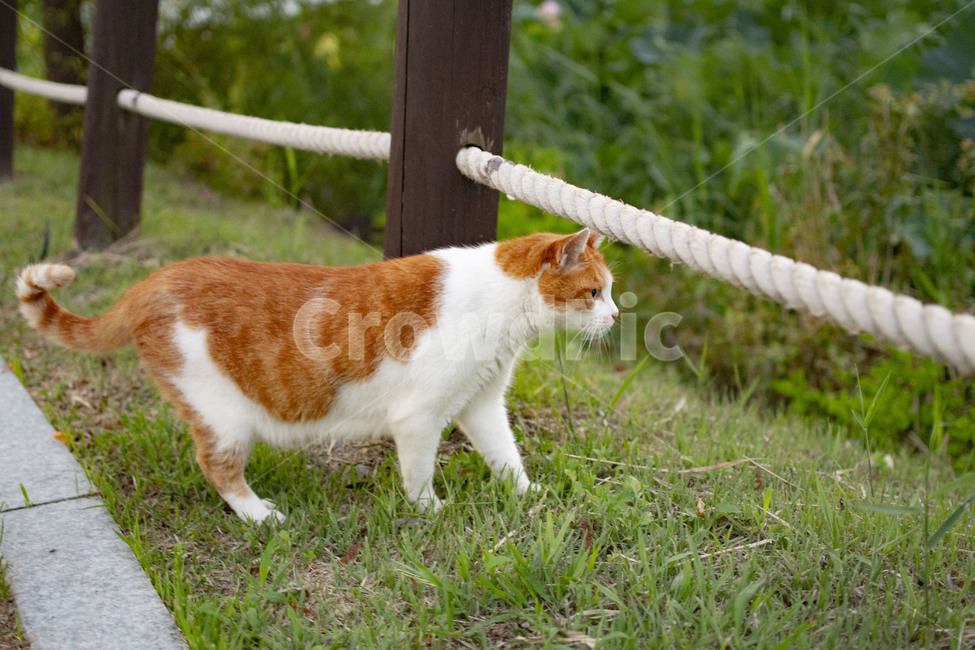 고양이,풀,울타리,길냥이,동물,잔디,공원,동물,animal,포유류,mammal,고양이,cat,kitten,kitty