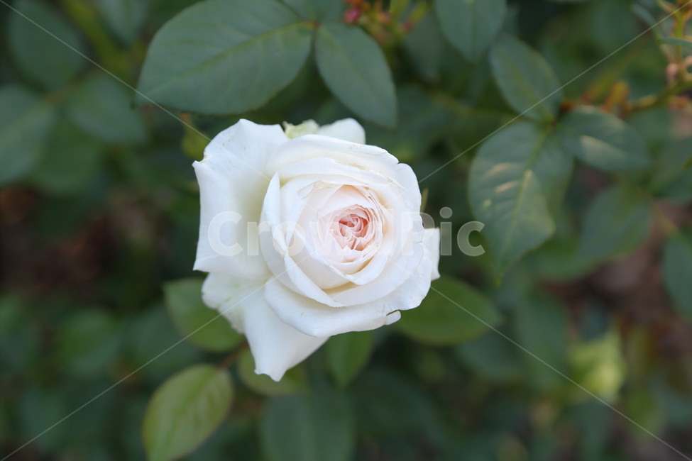 장미,장미꽃,꽃,rose,flower,백장미,하얀장미,5월,6월