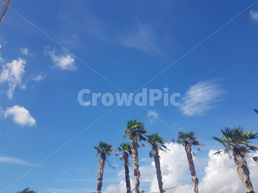 하늘,구름,야자수,여름,식물,자연,풍경,nature,landscape,나무,trees,wood,tree,plant,summer,palm tree