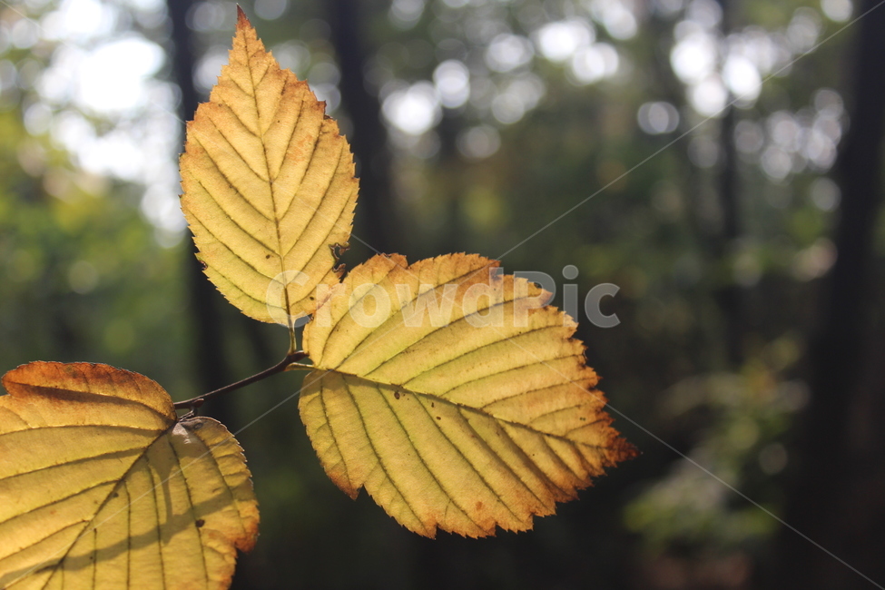 식물,잎,단풍,plant,leaf,가을,계절,fall,autumn,season