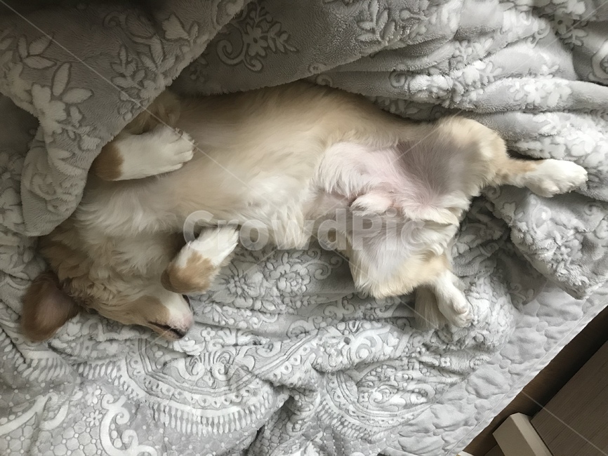 뻗은,꿈,sleeping,숙면,귀여운