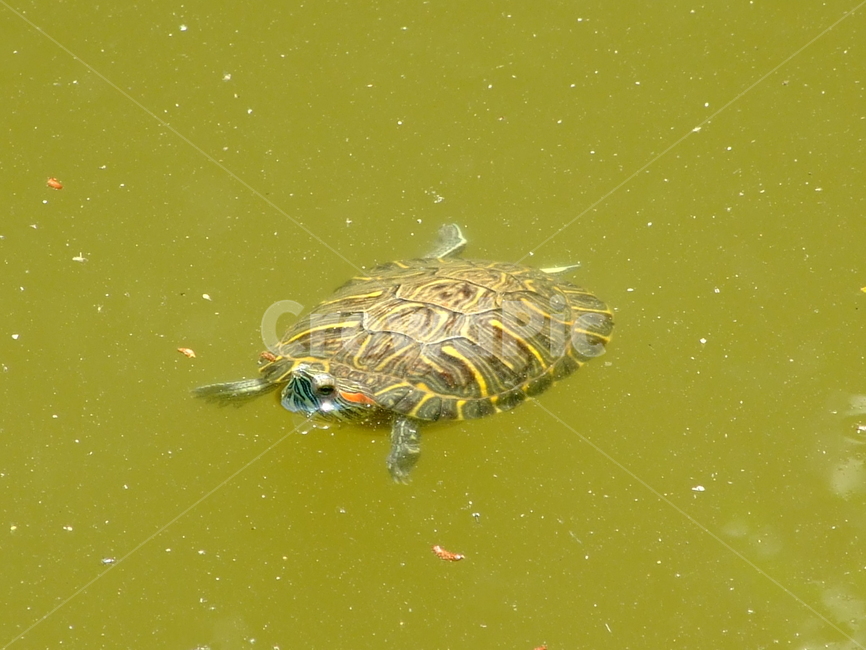 거북이,파충류,동물,거북,헤엄,동물,animal,파충류,양서류,reptile,amphibian
