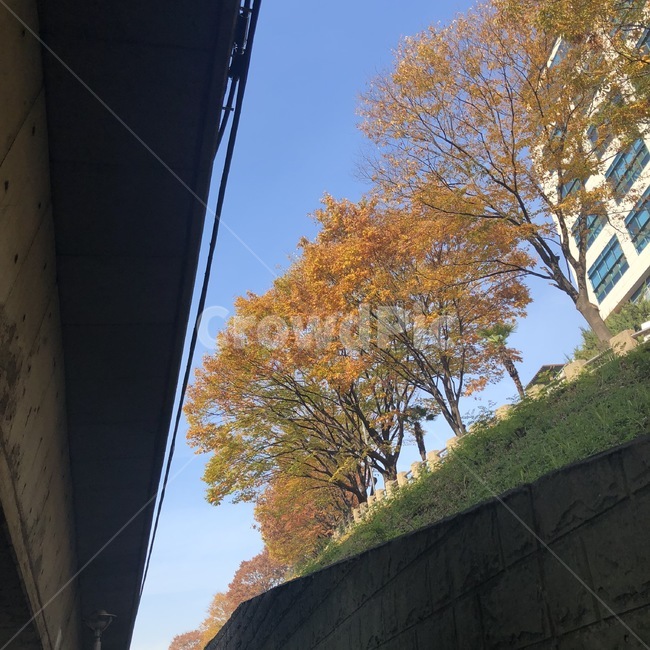가을,낙엽,가을배경,가을도시배경,가을도시,힐링,풍경,가을풍경