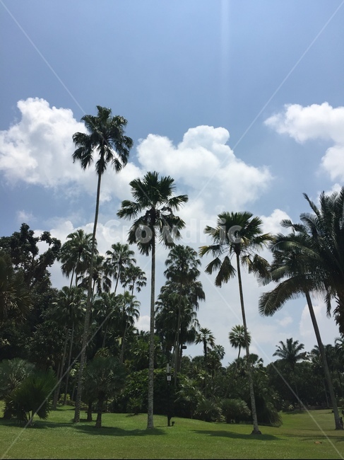 야자수,나무,summer,여름,공원,park,하늘,구름