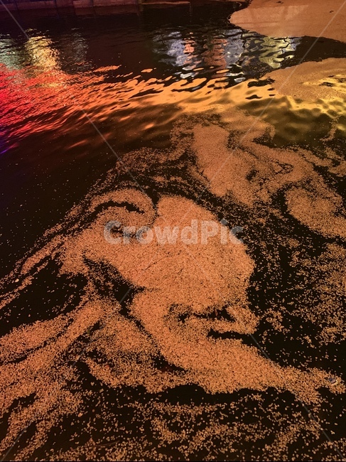벚꽃,벚꽃잎,호수,한강,꽃잎