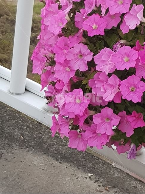 나팔꽃,plant,flower,식물,도로