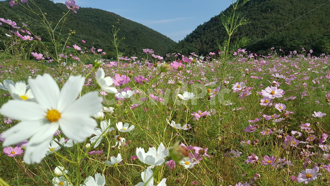 가을꽃,가을,코스모스,꽃축제,꽃,식물,자연,plants,nature,꽃,flower