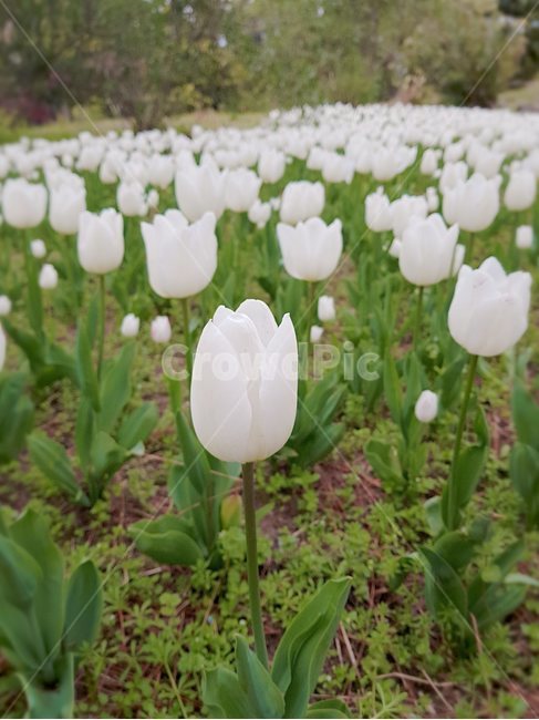 제주도,튤립,꽃밭,흰색,하얀색,녹색,초록색,초록,흙,봄꽃,tulip,봄날,spring,튤립축제,구근식물,flowers,식물,아름다운,공원,꽃축제,배경,바탕,우아한,beautiful,예쁜,화려한,가든,화단,정원,garden,봄,계절,season,자연,plants,flower,plant,blossom