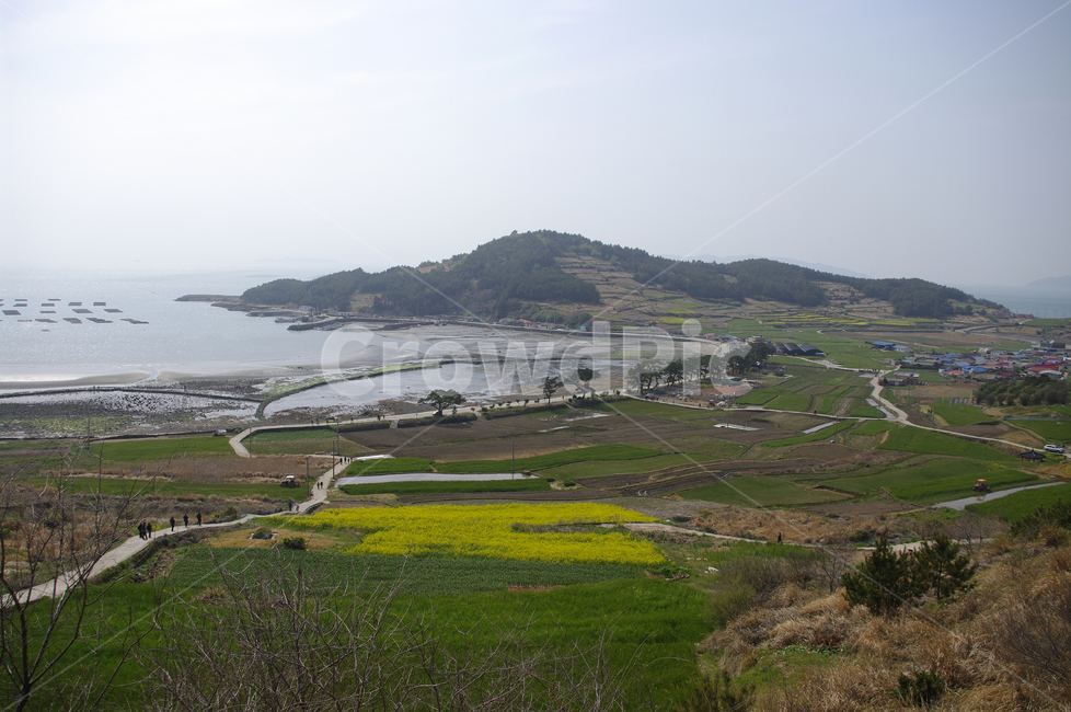 유채꽃,꽃밭,꽃,flower,계절,봄,spring,하늘,구름,마을,산,밭,시골,청산도,바다,풍경,섬,봄,계절,spring,season,시골,마을,풍경,landscape,country,rural,town,nature,자연,outdoors,옥외,land,땅,scenery,ocean,대양,sea,water,물,shoreline,해안선,promontory,곶,경치