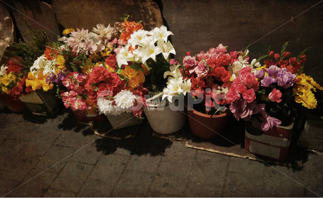 꽃,꽃집,야경,감성,빈티지,화려한,예쁜,아름다운,필,느낌,분위기,vintage,feeling,flowers,beautiful,emotion,sensible,night,풍경,뒷골목,화분,백합,국화,다양한,칼라풀,colorful,명암,불빛,조명,보도블럭,벽면,화원,꽃가게,식물,자연,plants,nature,꽃,flower