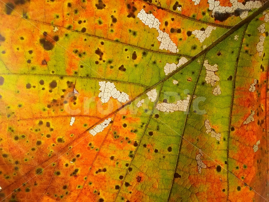 가을,단풍잎,접사,마크로,패턴,텍스쳐,단풍,낙엽,시즌,계절,늦가을,leaf,season,maple,시안,디자인,디자이너,출판,편집,책자,서적,사보,카다로그,콘텐츠,리플렛,브로셔,컨셉,콘셉,컨셉트,모바일,팝업,전단,광고,색감,칼라풀,아름다운,뷰티풀,beautiful,sns,ebook,웹,마케팅,마켓팅,감성,필,느낌,서정,나뭇잎,autumn,fall,red,color,emotion,feeling,11월,10월,찬란한,화려한,그림같은,컬러풀,colorful,색상,줄기,잎새,잎맥,물들다,배경,바탕,백그라운드,background,가을,계절,fall,autumn,season,식물,자연,plants,nature,텍스처,질감,패턴,texture,pattern,veins,정맥,plant,잎