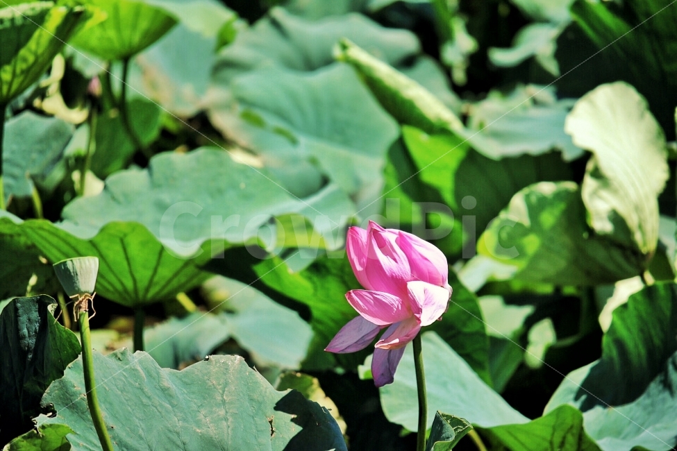 연꽃,바람,꽃,제주,여름,식물,자연,plants,nature,꽃,flower