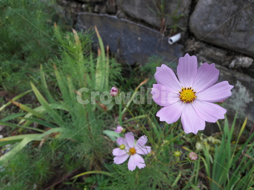 꽃,코스모스,분홍색,돌담,아래,flower,pink,산,식물,자연,plants,nature,꽃,flower