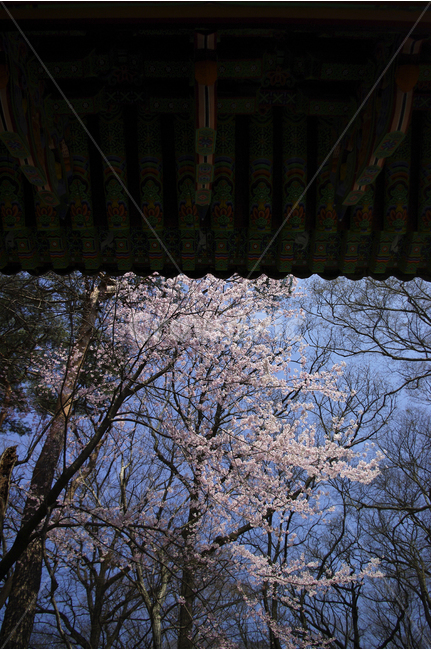 벚나무,나무,벚꽃,봄,지붕,단청,사찰,표충사,봄,계절,spring,season,한국전통,한국문화,korean traditional,korean culture,식물,자연,plants,nature,나무,trees,wood,건축물,건물외관,exterior,building,structure,architecture,construction,plant