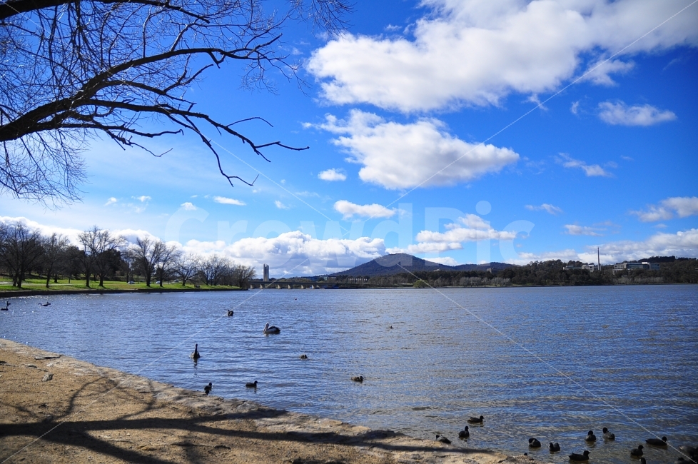 호주,캔버라,호수,구름,블랙스완,흑조,겨울,가을,산,자연,배경,풍경,australia,canberra,lake,sky,clouds,blackswans,winter,autumn,nature,background,view,landscape,자연,풍경,nature,landscape,동물,animal,조류,새,birds,water,물,outdoors,옥외