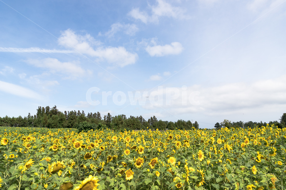 해바라기,꽃,해바라기꽃,여름,식물,해바라기밭,비행기,하늘,구름,감성,sunflower,flower,plant,summer,airplane,sky,자연,풍경,nature,landscape,field,들,outdoors,옥외,grassland,목초지,farm,농장,rural,농촌,meadow