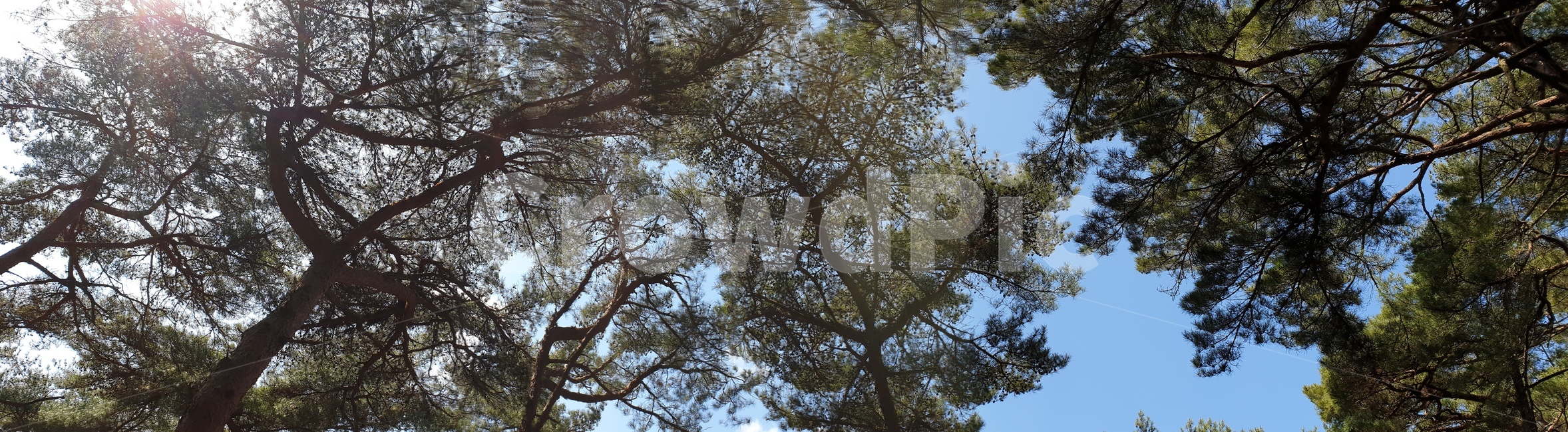 안면도,자연휴양림,소나무,숲,파노라마,풍경,자연,풍경,nature,landscape,나무,trees,wood,tree,plant,식물,tree trunk,나무 줄기