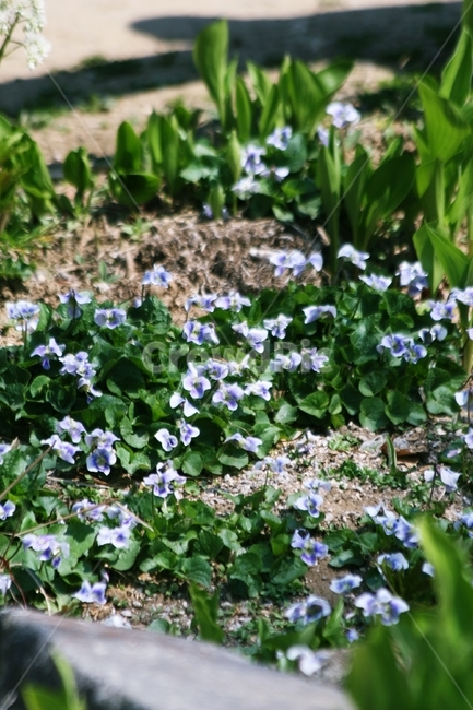 꽃,식물,flower,blossom,plant