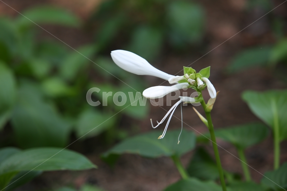 원추리꽃,꽃,식물,순수,백색,식물,자연,plants,nature,꽃,flower