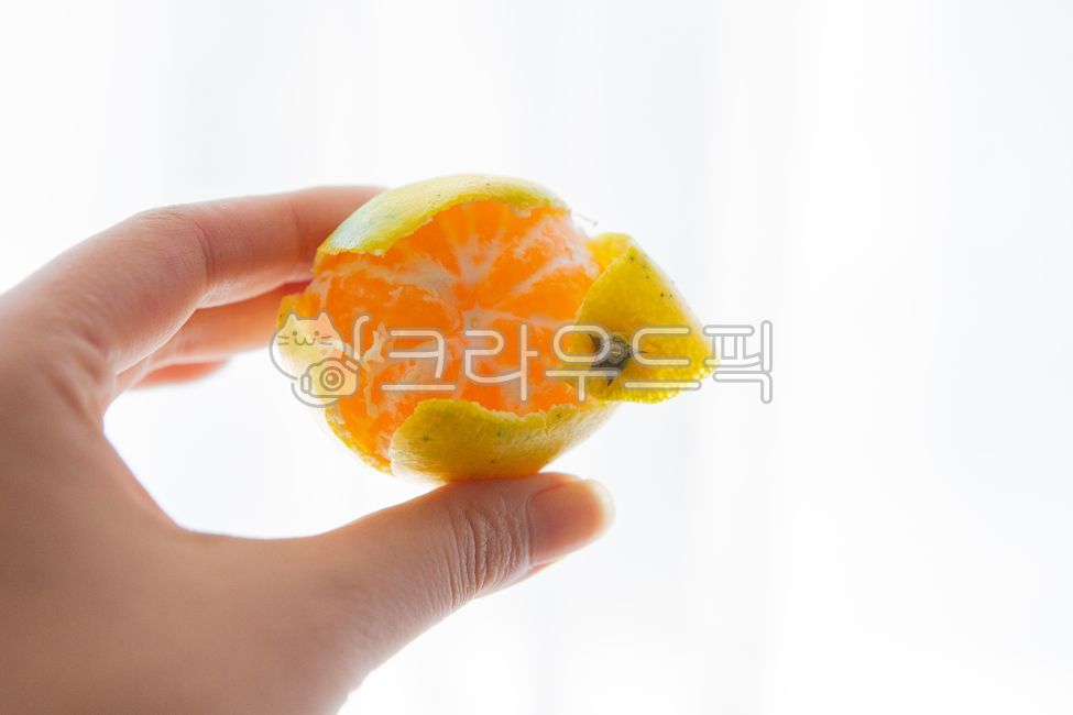 귤, 청귤, 제주특산물, 제주도, 제주도특산물, 사진,이미지,일러스트,캘리그라피 꾸띠마미작가