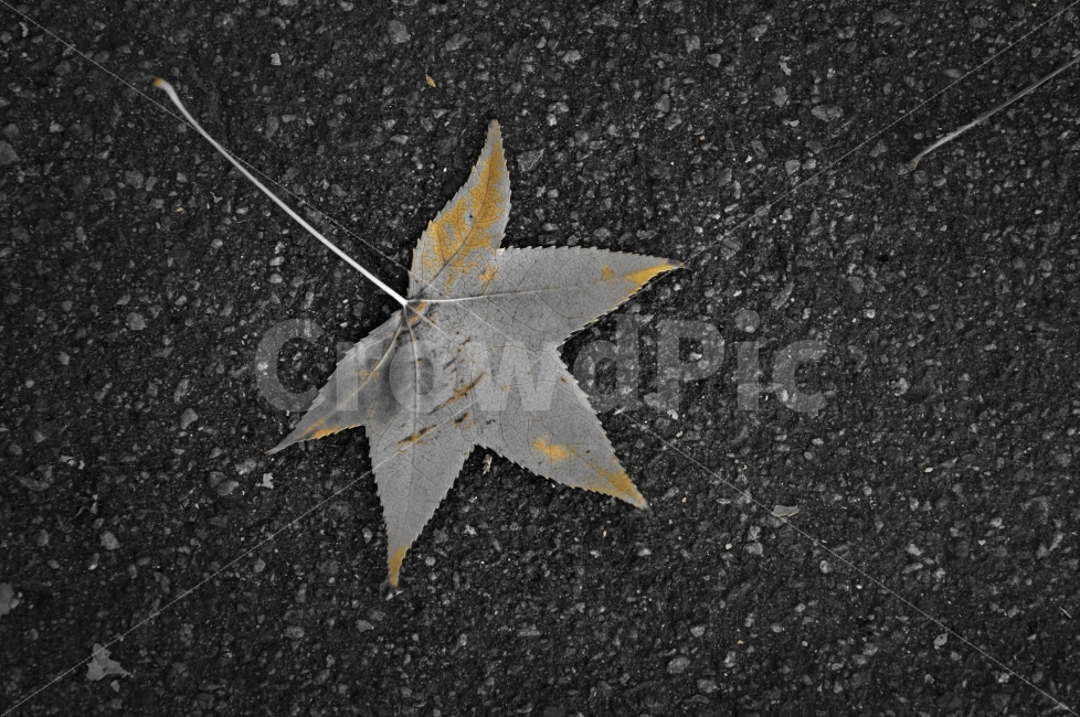 단풍,나뭇잎,흑백,아스팔트,정물,사물,연출,색감,모노톤,건조,Asphalt,RedLeaves,Leaf,Dry,Objet,Nobody,BlackWhite,가을,계절,fall,autumn,season,plant,식물,leaf,잎,asphalt,tree,나무