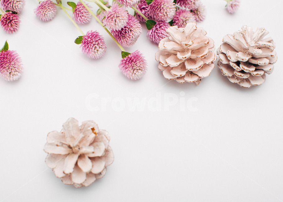 꽃,천일홍,flower,보라색,보라빛,자연,예쁜,아름다운꽃,핑크,꽃,flower