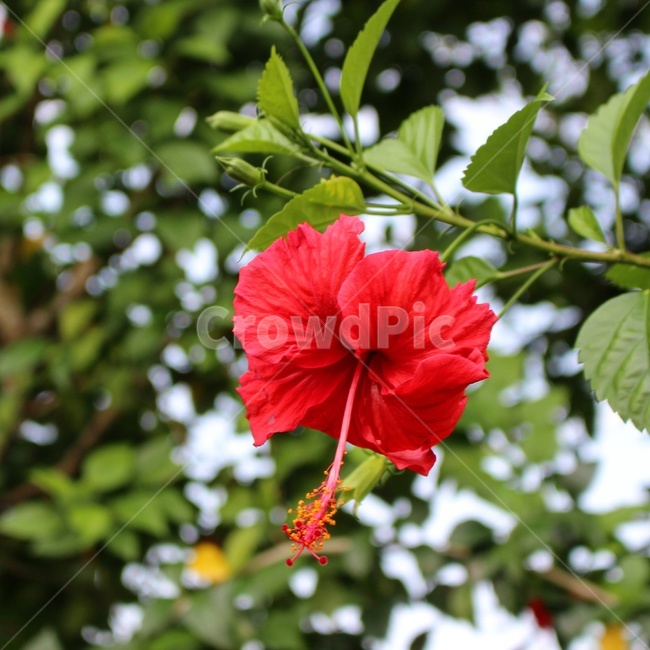 꽃,꽃사진,히비스커스,예쁜꽃,힐링,식물,자연,plants,nature,꽃,flower