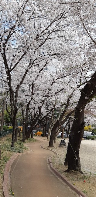 산책로,산책길,벚꽃,벚꽃길,벚꽃나무