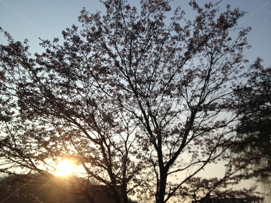 노을,해질녘,나무,하늘,저녁,식물,자연,plants,nature,나무,trees,wood
