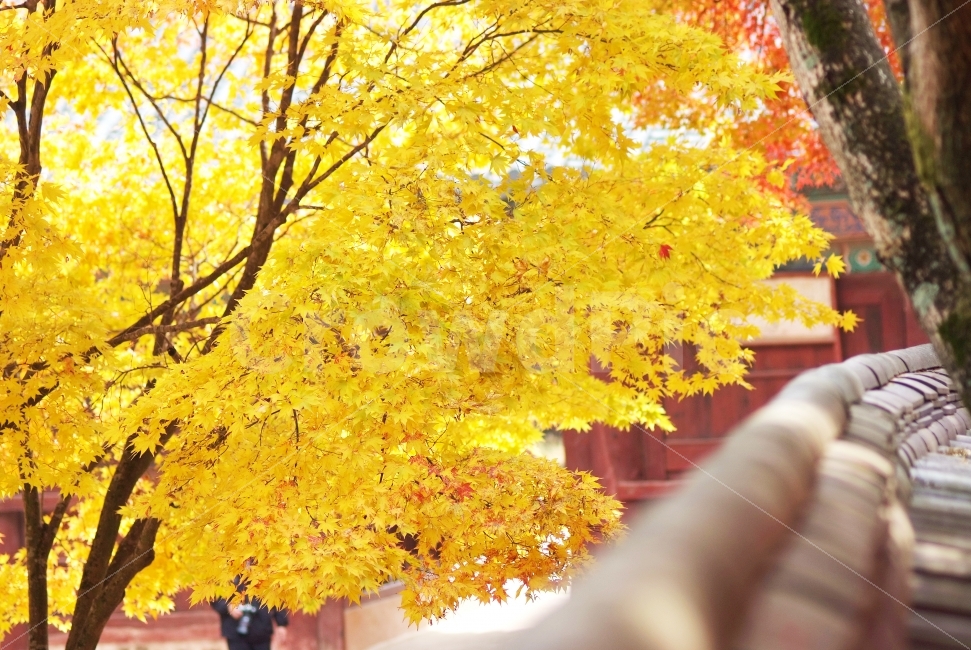 절,사찰,단풍나무,단풍,노란단풍,풍경,가을,가을풍경,가을,계절,fall,autumn,season,한국전통,한국문화,korean traditional,korean culture,식물,자연,plants,nature,나무,trees,wood,tree,plant,maple