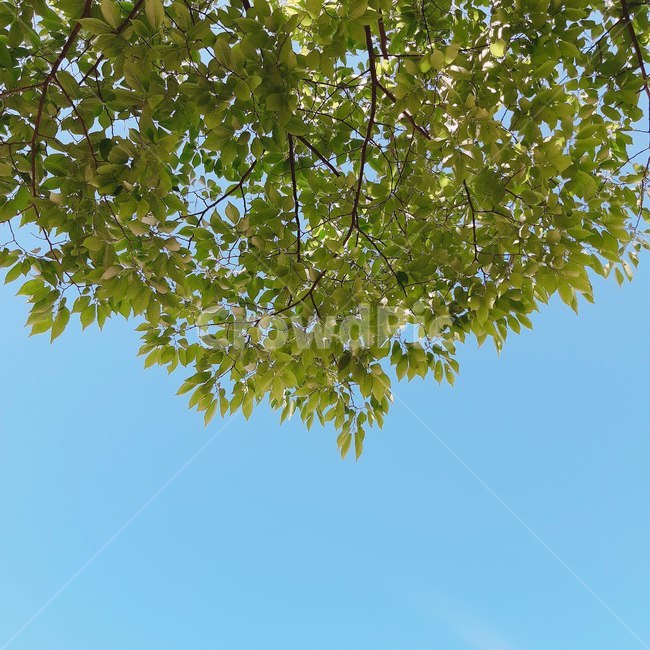 여름,햇살,하늘,나뭇잎,색감,싱그러움,푸른,풀잎,맑음,summer,leaf,sky,greenary,sunshine,fresh,엽서사진,카드,정사각형사진,자연,풍경,nature,landscape,식물,plants,잎,plant,tree,나무