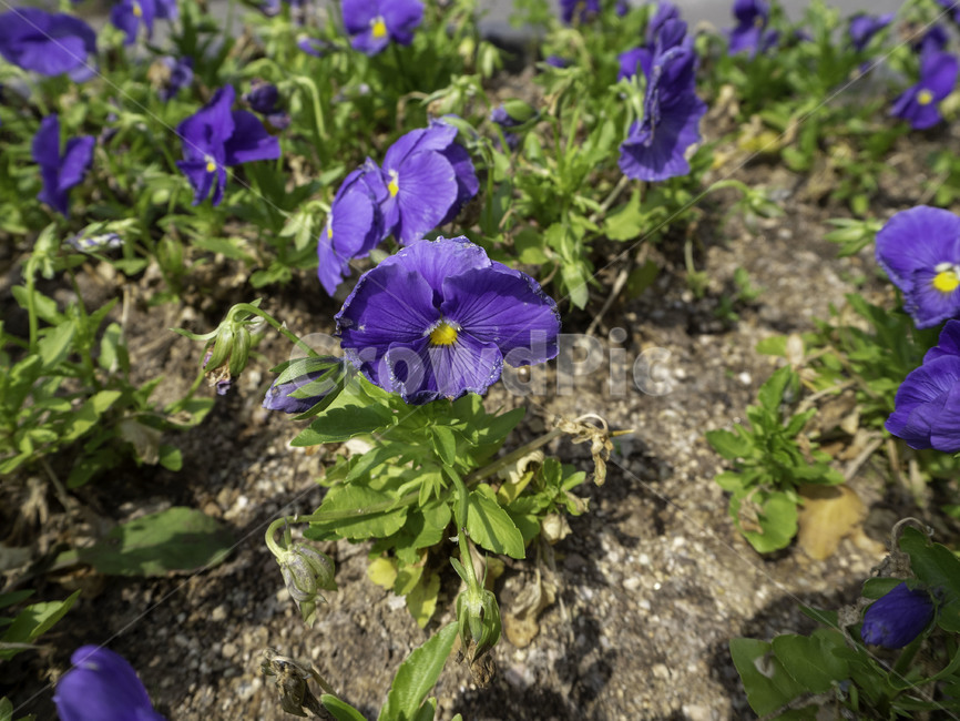 수목원,botanicalgarden,나팔꽃,pharbitsnil,보라색꽃,꽃,flowers,식물,plant,식물,자연,plants,nature,꽃,flower