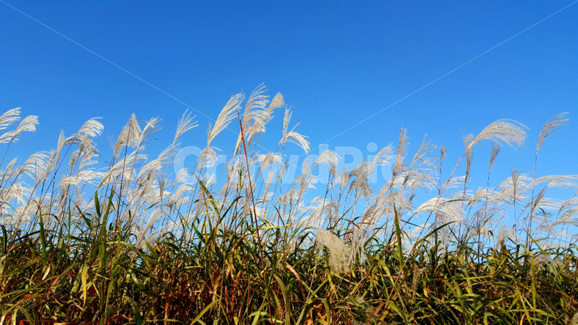 grass,식물,갈대,갈대숲,하늘,초목,가을,가을,계절,fall,autumn,season