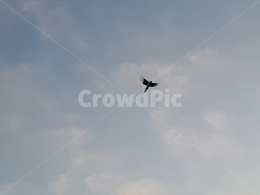 풍경,하늘,새,날아오름,비상,landscape,sky,flyhigh,동물,animal,조류,새,birds