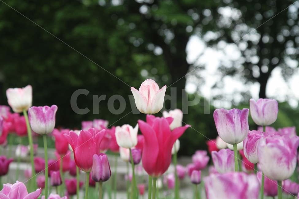 튜울립사진,식물사진,꽃사진,감성사진,튤립,식물,자연,plants,nature,꽃,flower
