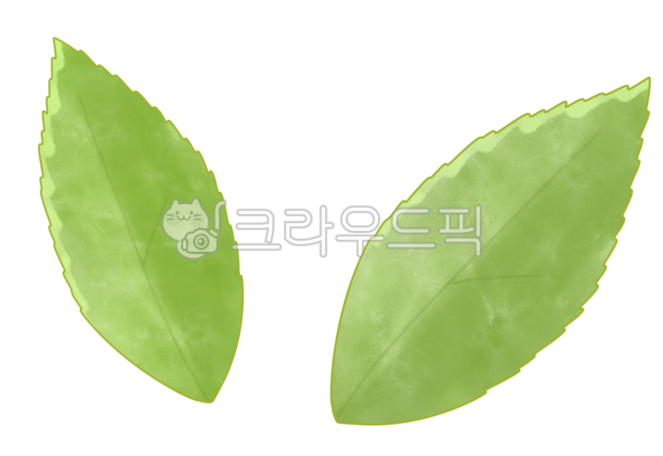 rough,green,nature,texture,tree,leaf,tree leaf,rough feeling,pointed leaf,pointed,watercolor,leaves,grass,rough texture,plant,petal grass,watercolor texture,dyed,Rose of Sharon leaves,green green