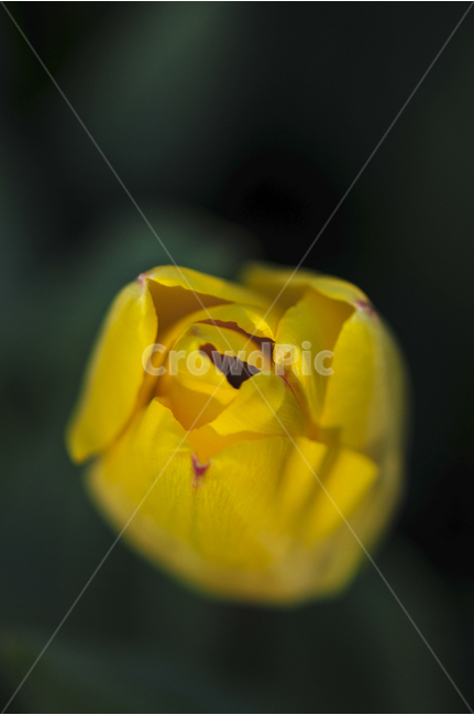 튜울립,꽃,노랑,빨강,꽃축제,봄꽃,식물,자연,plants,nature,꽃,flower