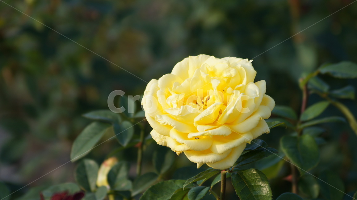 장미,꽃축제,꽃길,식물,축제,식물,자연,plants,nature,꽃,flower