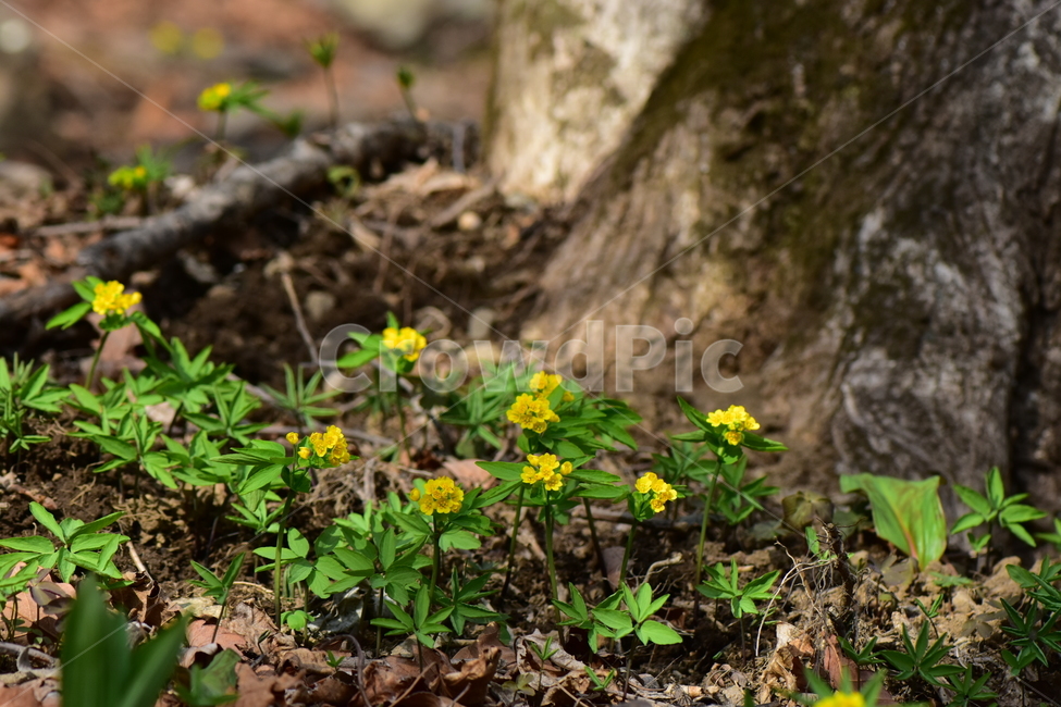 한계령풀,야생화,봄,꽃,풀꽃,자연,식물,식생,plants,nature,spring,season,flower