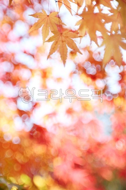 Season,Autumn,Autumn Color,Maple Tree,Maple Leaves,Emotion,Autumn,Fall,Maple Leaves