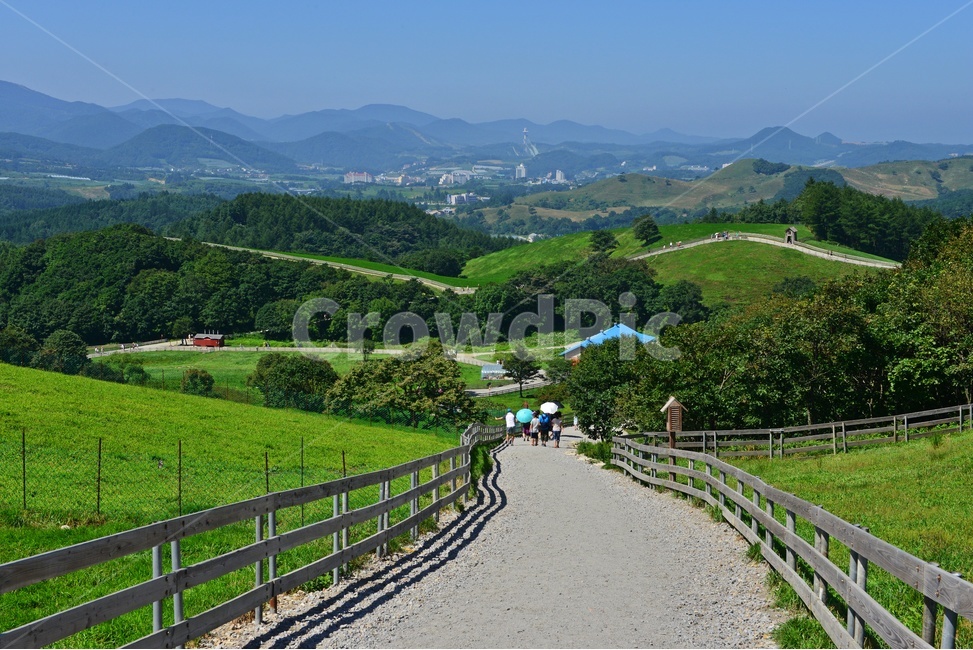 대관령,양떼목장,대관령양떼목장,grassland,목초지,field,들,outdoors,옥외,nature,자연,rural,농촌,farm,농장,pasture,목장,slope,경사