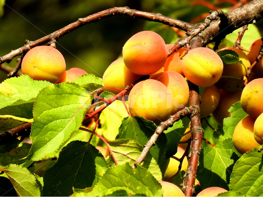 과일,열매,식물,풍경,자연,fruit,plant,식물,자연,plants,nature,과일,열매,fruit