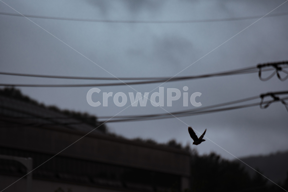 비둘기,비온뒤,새,비상,날개짓,동물,animal,조류,새,birds,비,비오는날,rain,rainy