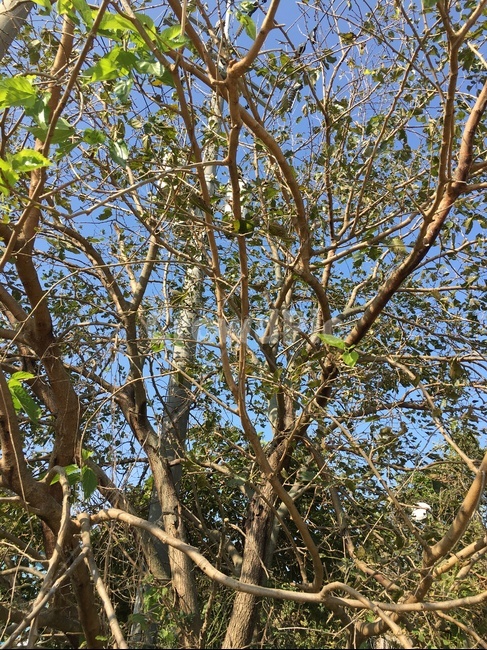 tree,나무,plant,식물,treetrunk,나무줄기