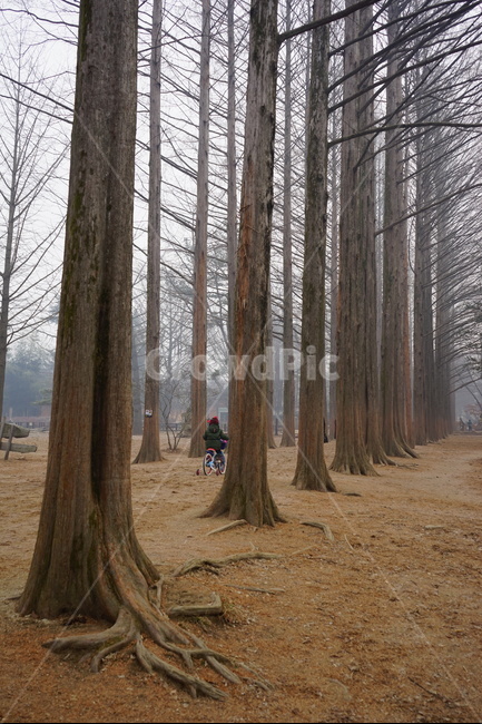 메타쉐콰이어,나무,숲,웅장함,정경,가을,자연,풍경,nature,landscape,tree,plant,식물