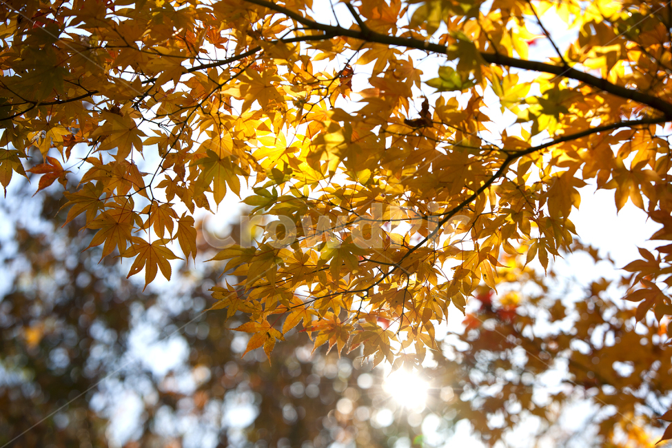 단풍,풍경,가을,나뭇잎,햇살,자연,가을,계절,fall,autumn,season,식물,자연,plants,nature,휴식,힐링,rest,relaxation,healing,leaf,잎,plant,tree,나무,maple