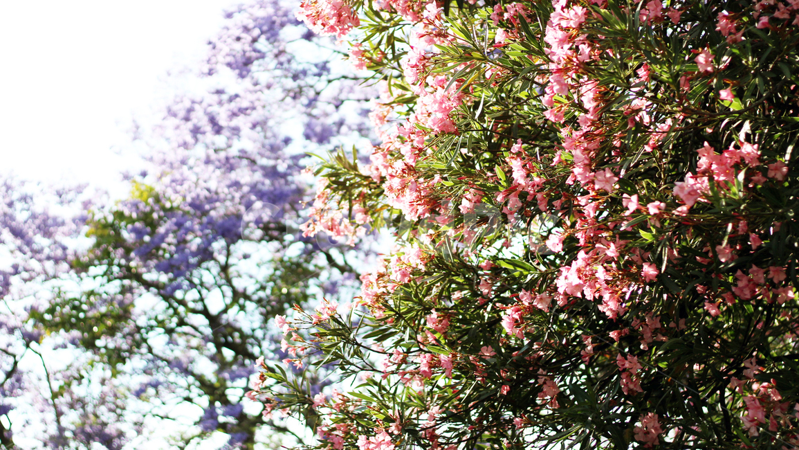 plant,식물,벚꽃,blossom,flower,꽃,봄,spring,식물,자연,plants,nature,꽃,flower
