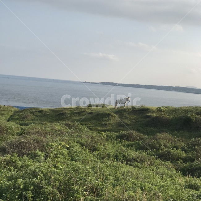 제주도,들판,말,바다,하늘