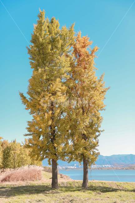 나무,은행나무,낙엽,다산은행나무숲,가을,푸른하늘,ginkgo,tree,fall,bluesky,감성사진,plant,treetrunk,나무줄기,가을,계절,fall,autumn,season,자연,풍경,nature,landscape,식물,plants,나무,trees,wood