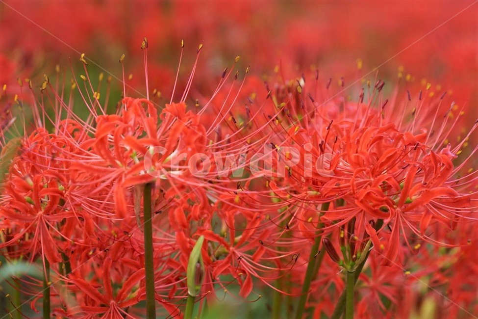 꽃,상사화,꽃무릇,자연,식물,가을,붉은꽃,red,fiower,nature,green,fall,식물,자연,plants,nature,꽃,flower